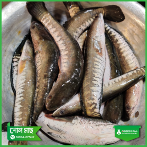 শোল মাছ (500gm/600gm)