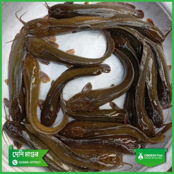 Deshi-Magur